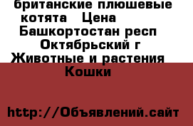 британские плюшевые котята › Цена ­ 2 500 - Башкортостан респ., Октябрьский г. Животные и растения » Кошки   